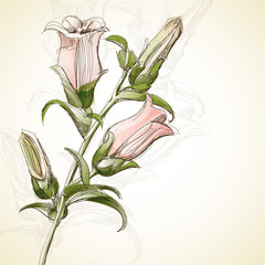 Illustration Sketch Flower - 30887998