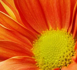 Wandaufkleber Schöne orangefarbene Blume © Nejron Photo
