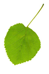 Leaf mulberry