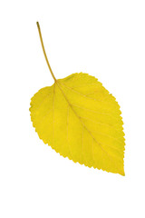 Leaf mulberry