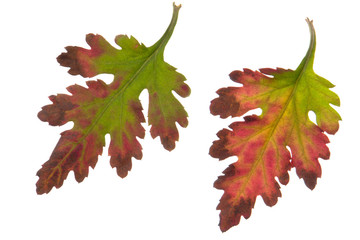 Fototapeta premium Leaf