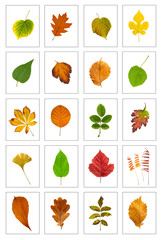 Naklejka premium Leaf