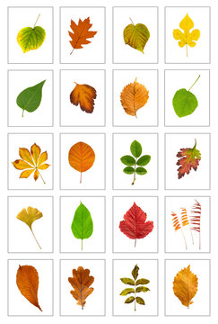 Leaf
