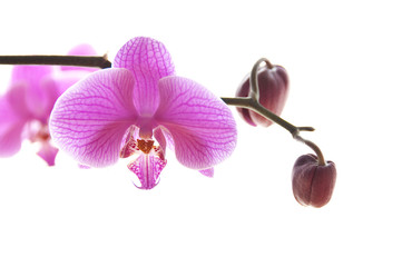 Fototapeta na wymiar Orchidee Phalaenopsis róży
