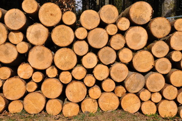 gestapelte Baumstämme