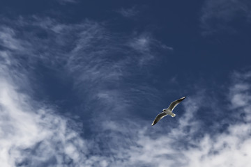 Ichthyaetus melanocephalus