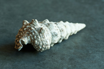 coquillage