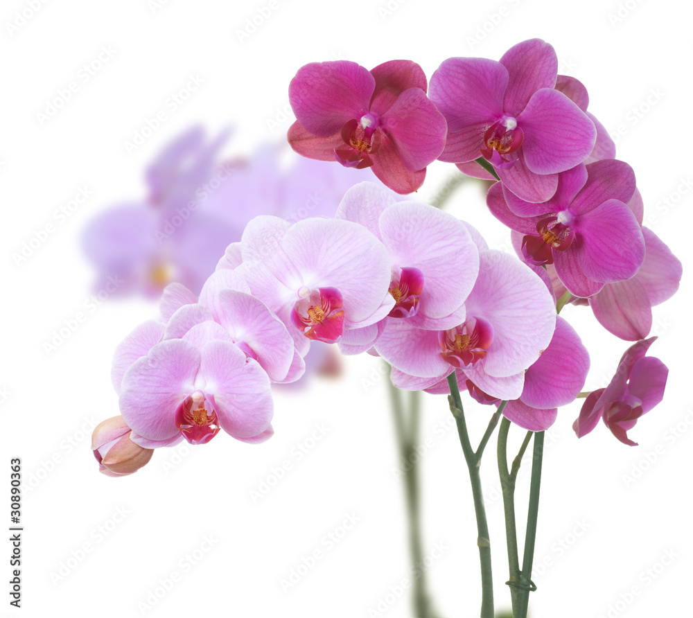 Wall mural Beautiful Pink Orchid isolated on white