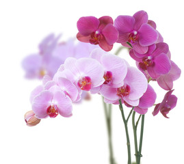 Naklejka na ściany i meble Piękna Różowa Orchidea samodzielnie na białym tle