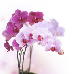 Beautiful Pink Orchid isolated on white