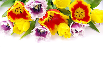 tulips