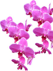 superposition d'orchidée