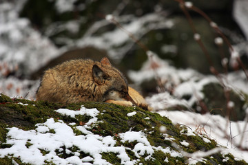 lupo nella foresta della Baviera