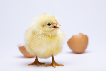 Baby chick