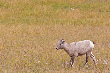 Naklejka na ściany i meble Bighorn sheep, ovis canadensis