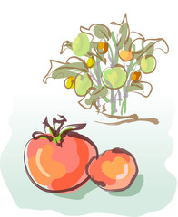 Tomatoes