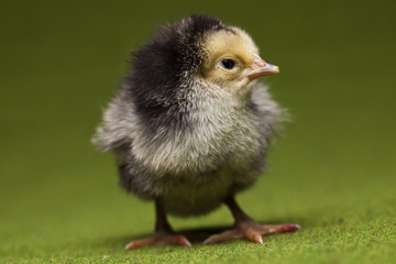 Chick