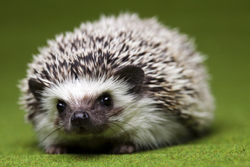 Hedgehog