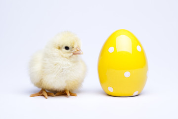 Happy Easter. Chick