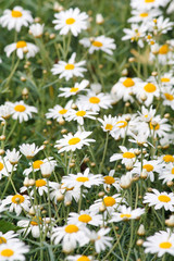 Fototapeta premium daisies in a field