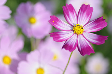 Fototapeta premium コスモス