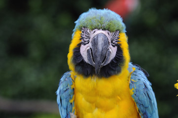 ルリコンゴウインコ