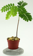 jeune tamarinier en pot