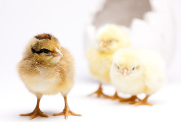 Chicks