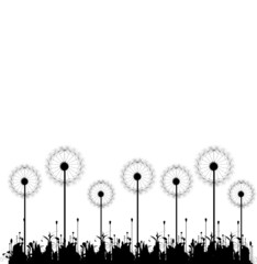 dandelion design