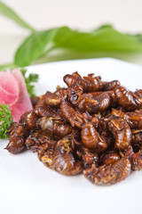 fried cicada