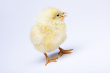 Baby chick