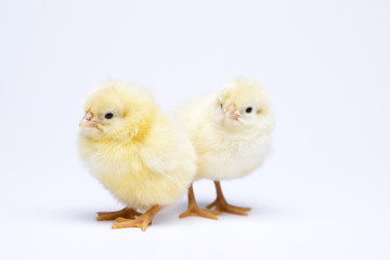 Obraz premium Chicks