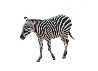 Fototapeta na wymiar walking zebra over white background