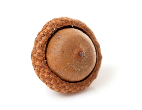 macro of one acorn over white background