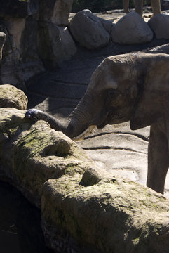 Elefante
