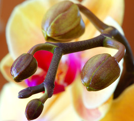 boutons d'orchidées