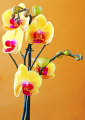 orchidée jaune