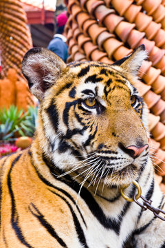Tiger portrait1