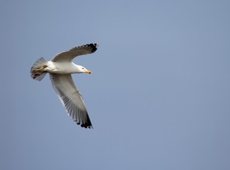 vol de goeland