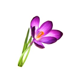 Crocus