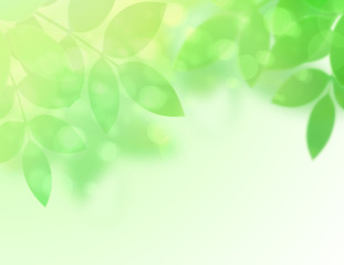 Fototapeta premium 若葉