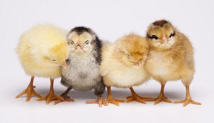 Chicks