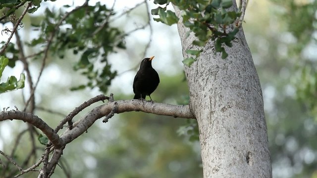 Common Blackbird