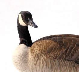 Canada Goose