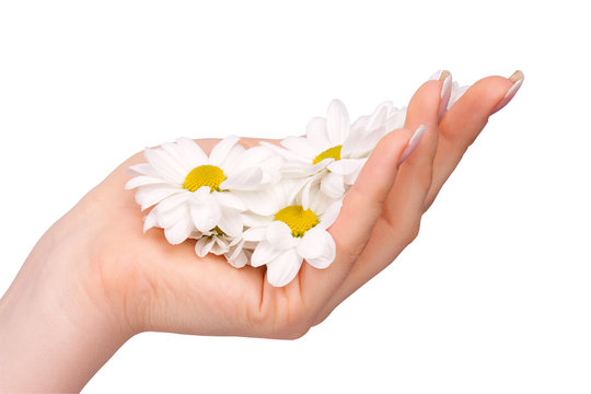 Woman's hand with a camomile isolated on white