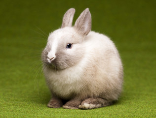 A rabbit isolated green background