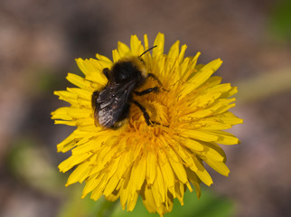 The bee collects pollen