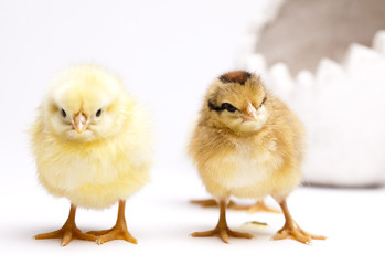Baby chicks