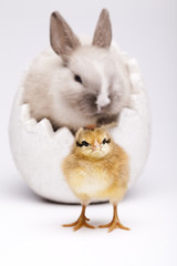 Bunny and chick