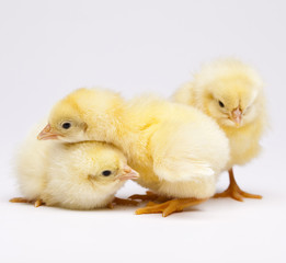 Chicks